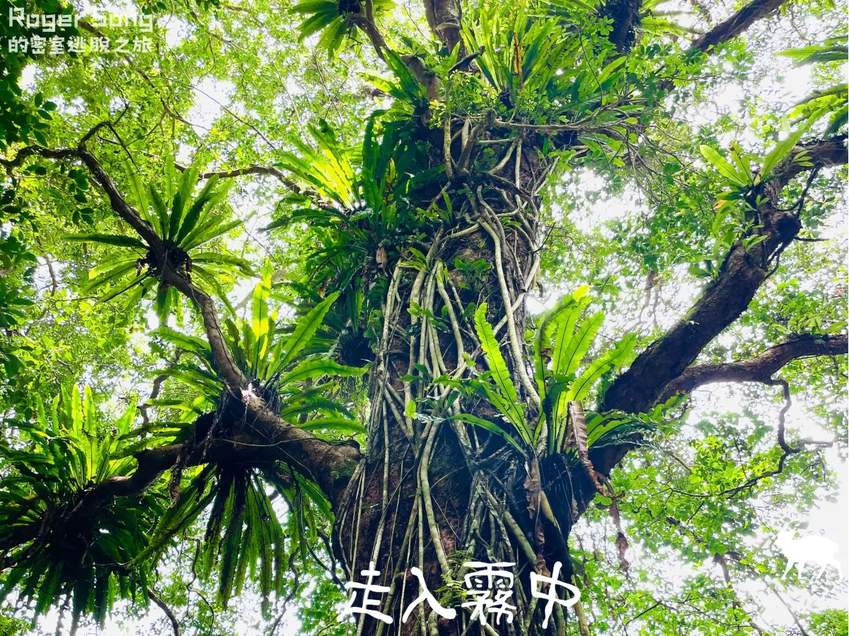 《走入霧中》照片 17